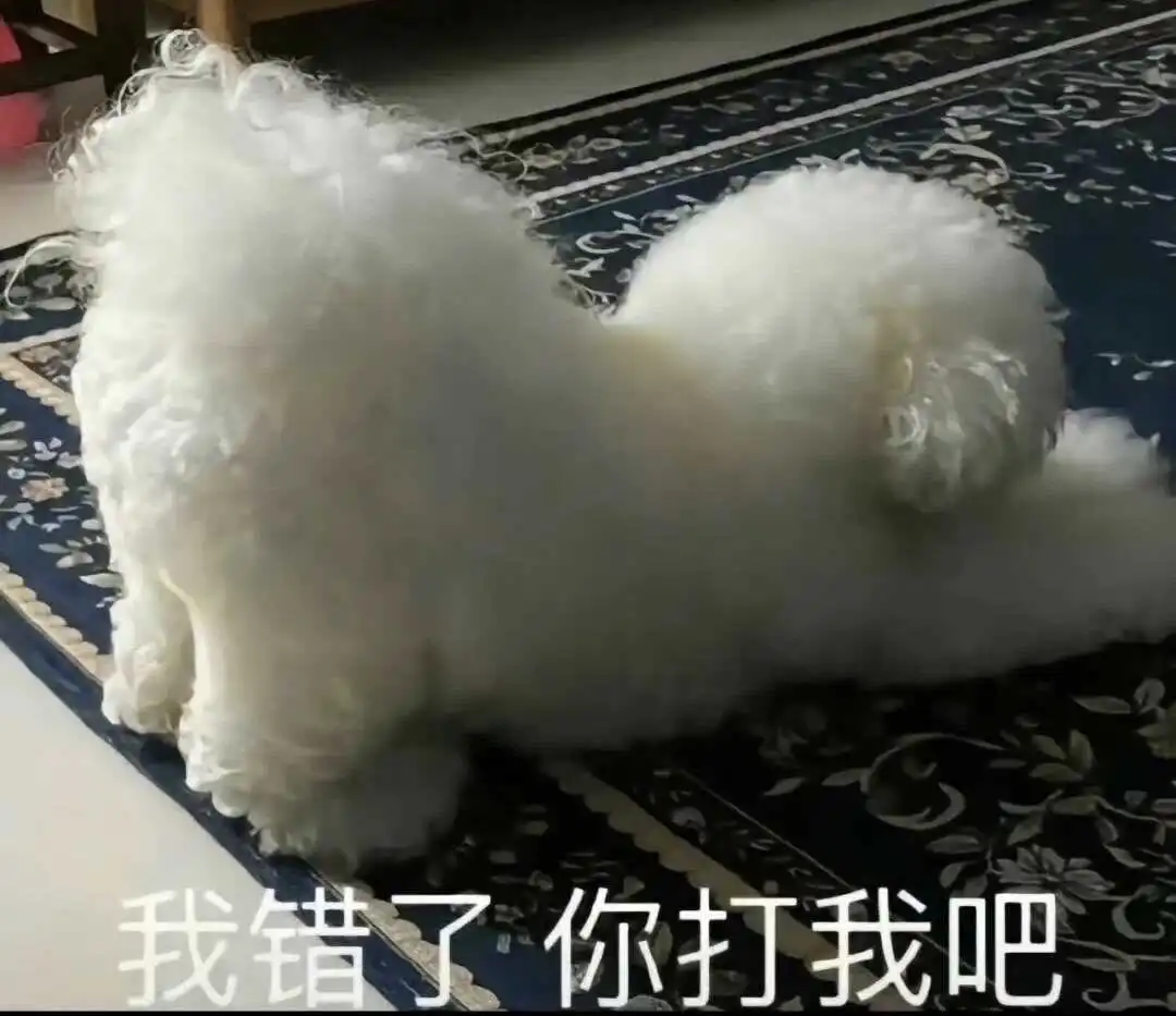 西檬之家k9犬系新手必读指南，如何安全入圈？ 一