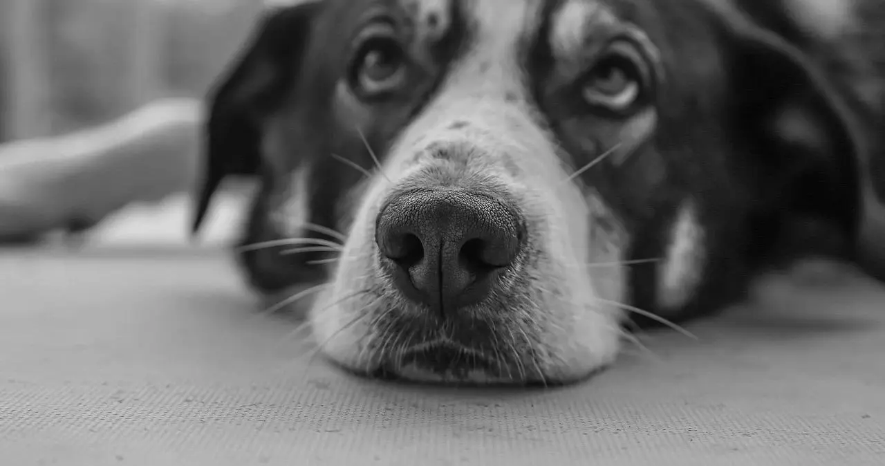 西檬之家k9犬系是什么？你在字母圈的属性定位如何？ 一